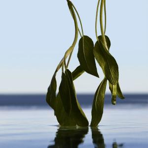 boss infinite fragrantica