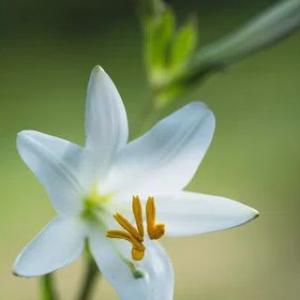 O Boticario Eau de perfum Lily Absolu 75ml - Primpypoint