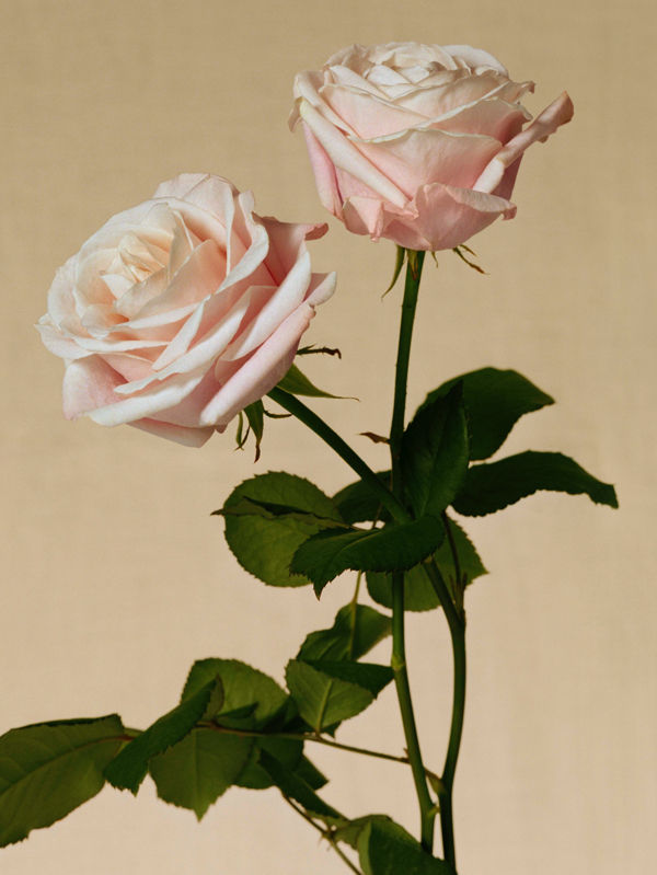 burberry rose