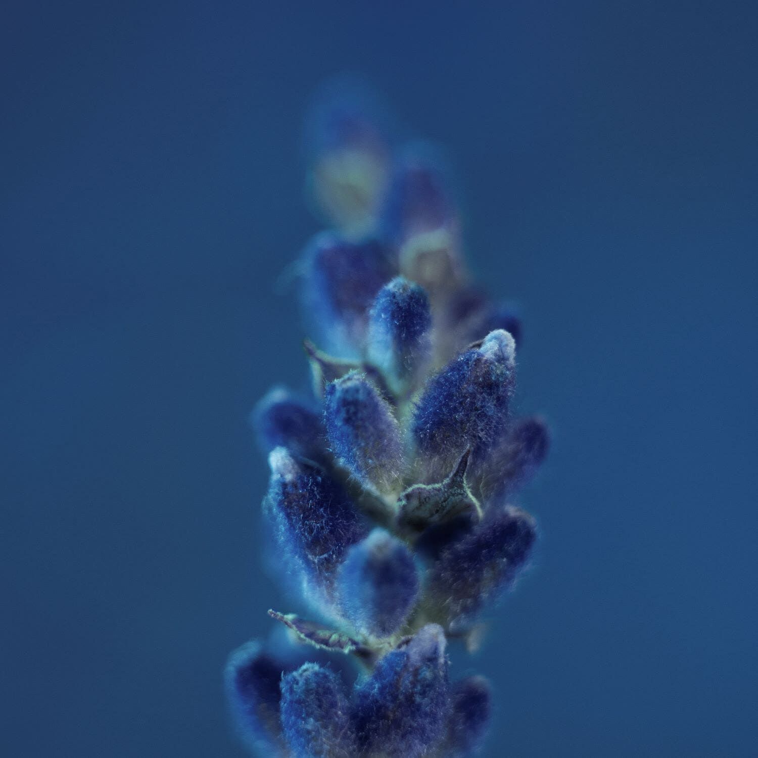 Y Eau de Toilette Yves Saint Laurent Cologne un nouveau parfum pour