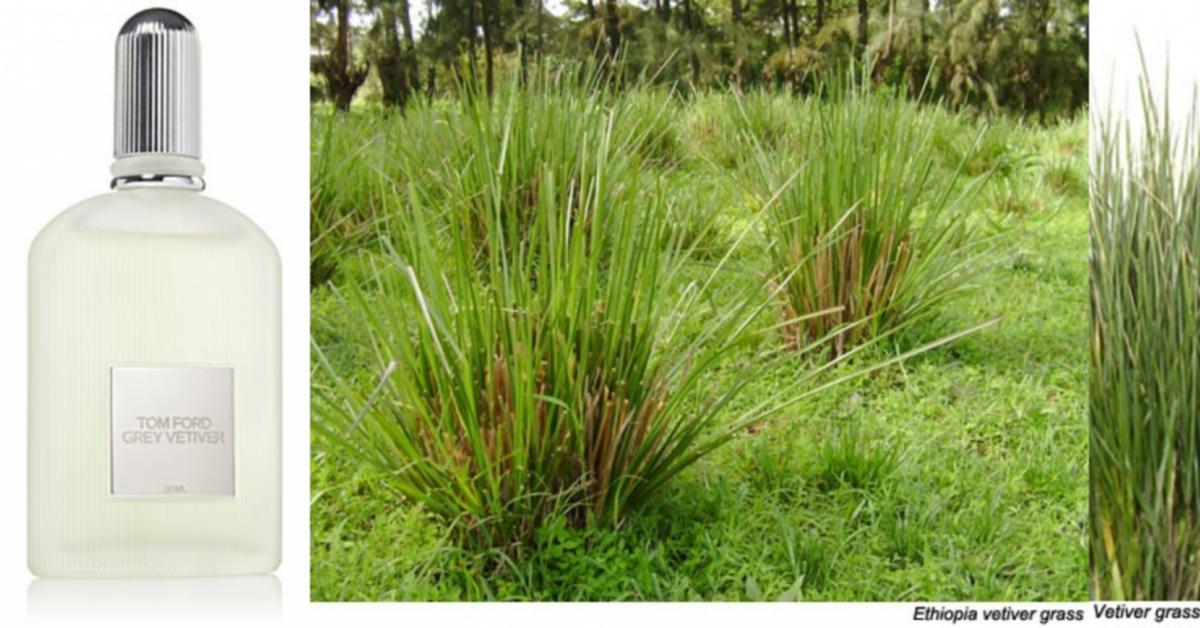 fragrantica tom ford grey vetiver