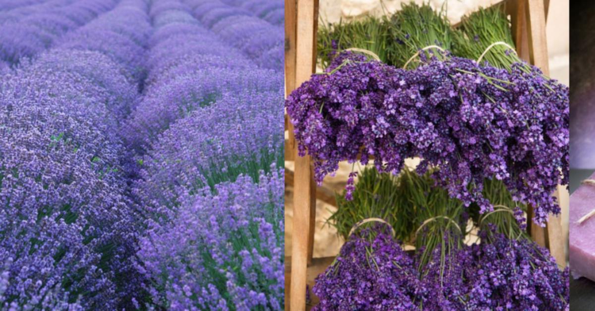 Lavendel ~ Duftnoten