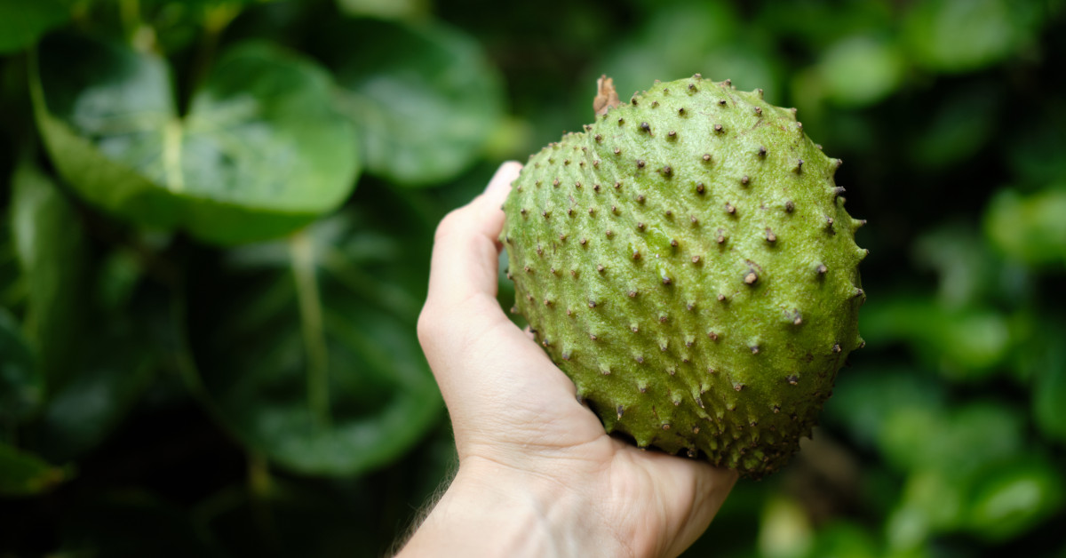 Dos Espinhos Aos Sabores – Conheça a Graviola ~ Matérias primas