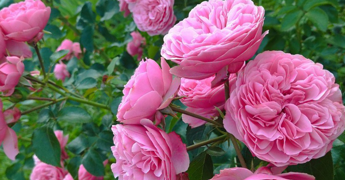 Эссенция розы. Lightning collection essence of rose eau de parfum. Эссенция розы. Эссенция розы. Эссенция розы.