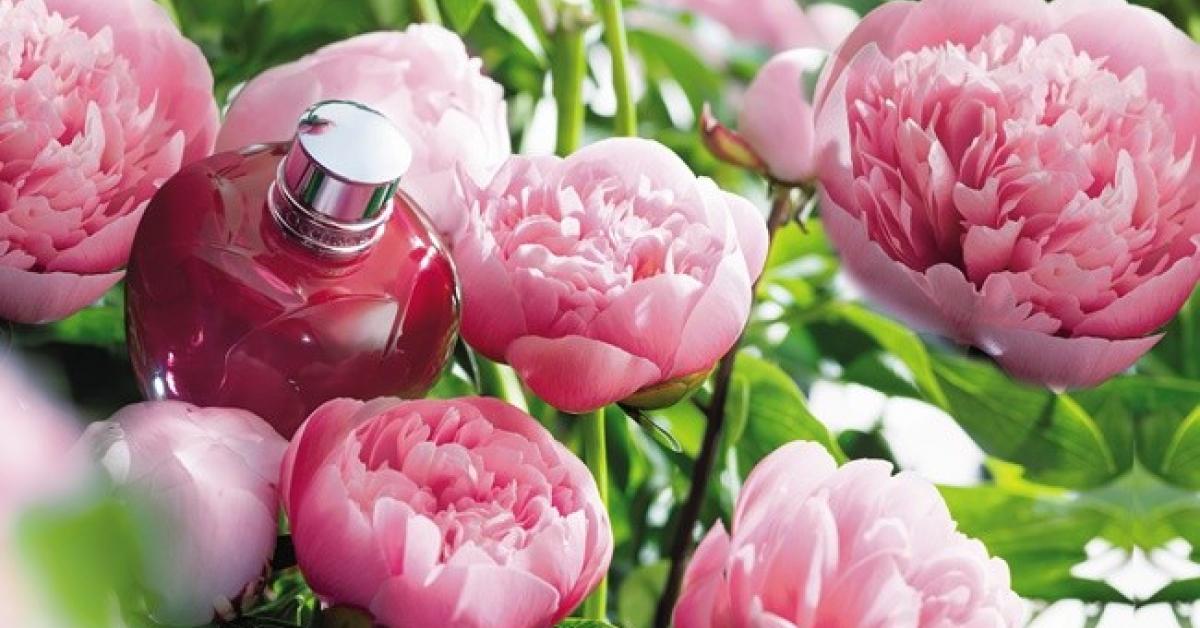 Пион парфюм фото L'Occitane en Provence Pivoine Flora (2015) Новые ароматы