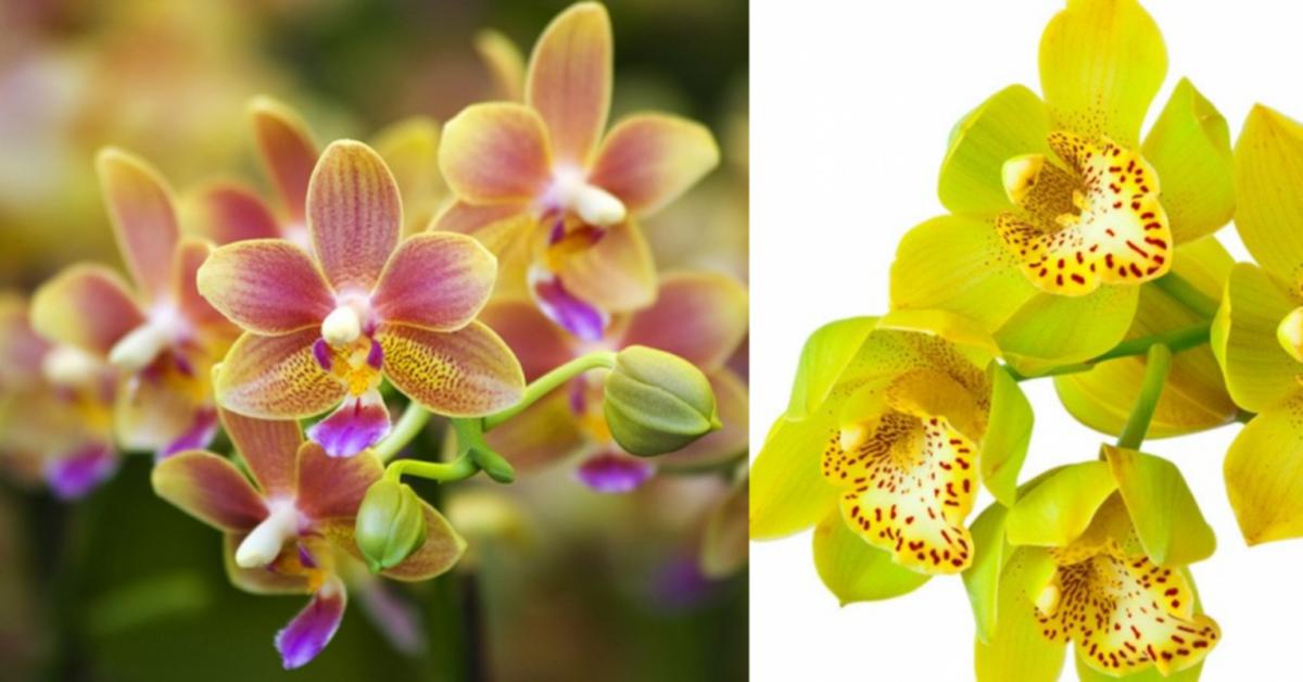 Орхидеи в парфюмерии: Olympic Orchids Artisan Perfume House ~ Нишевые ...