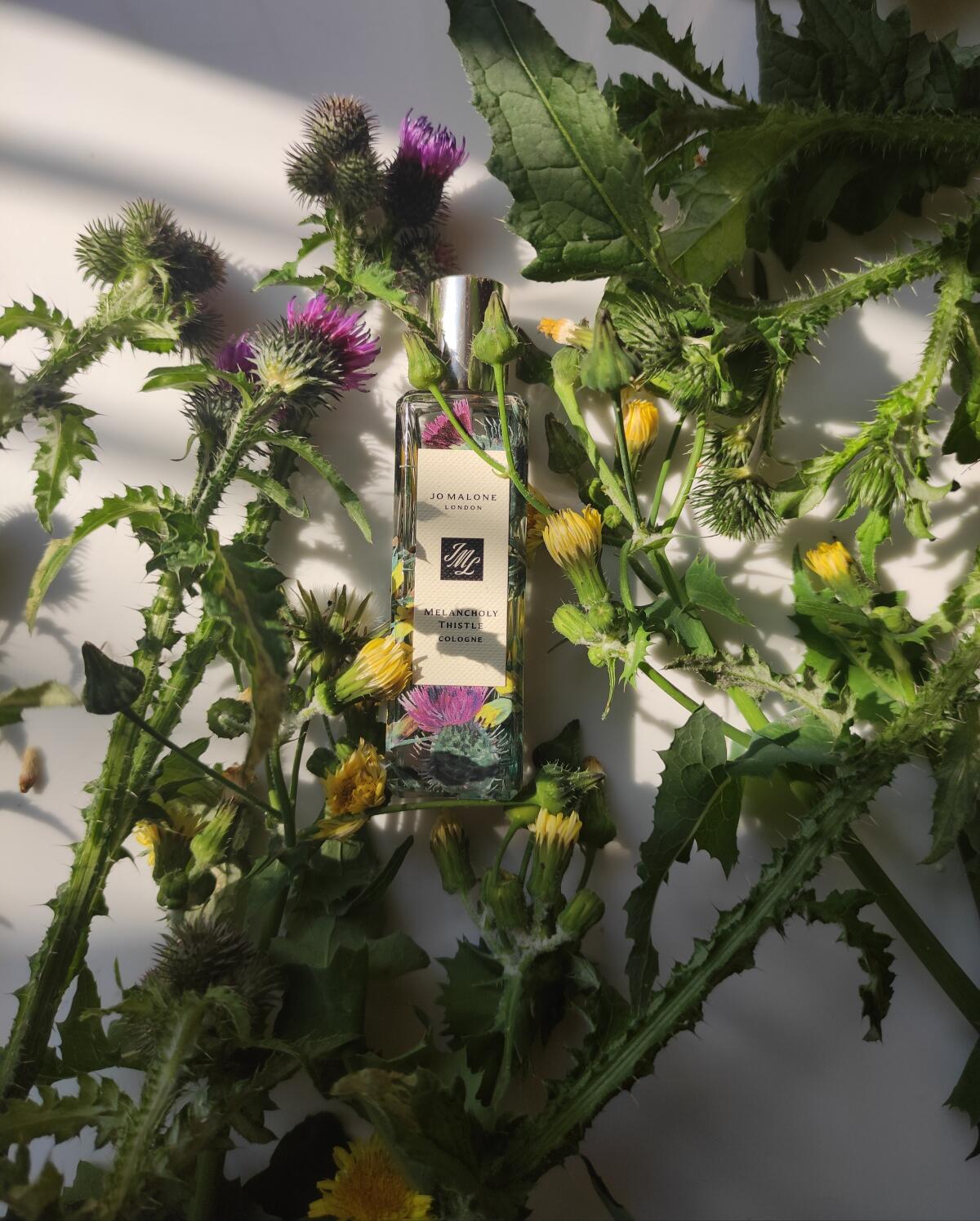 Melancholy Thistle Jo Malone London fragancia una nuevo fragancia