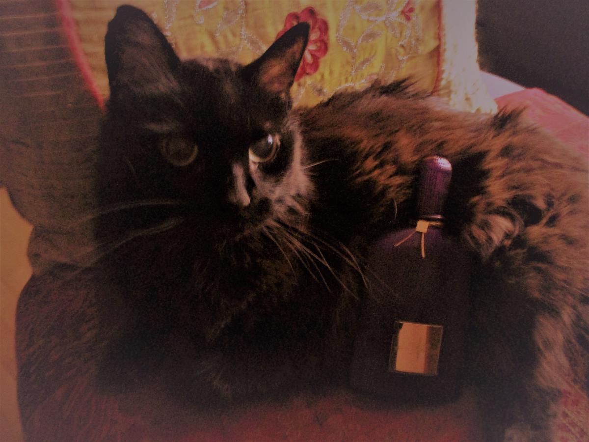Velvet Orchid Tom Ford parfem - parfem za žene 2014