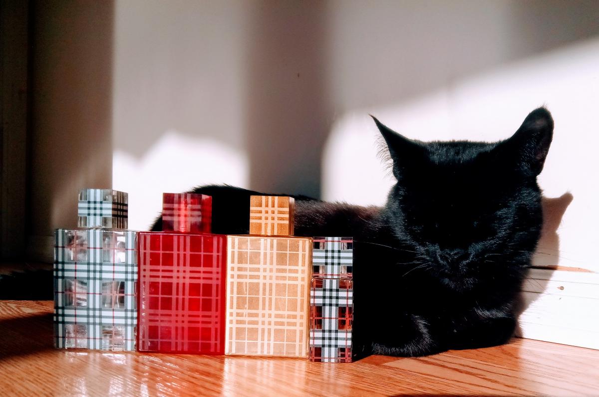 burberry brit douglas