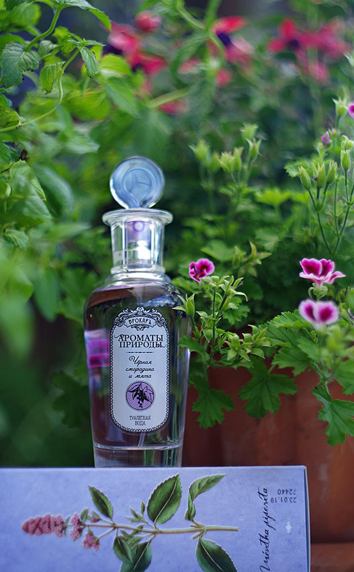 Черная смородина и мята - Black currant and Mint Brocard fragancia ...