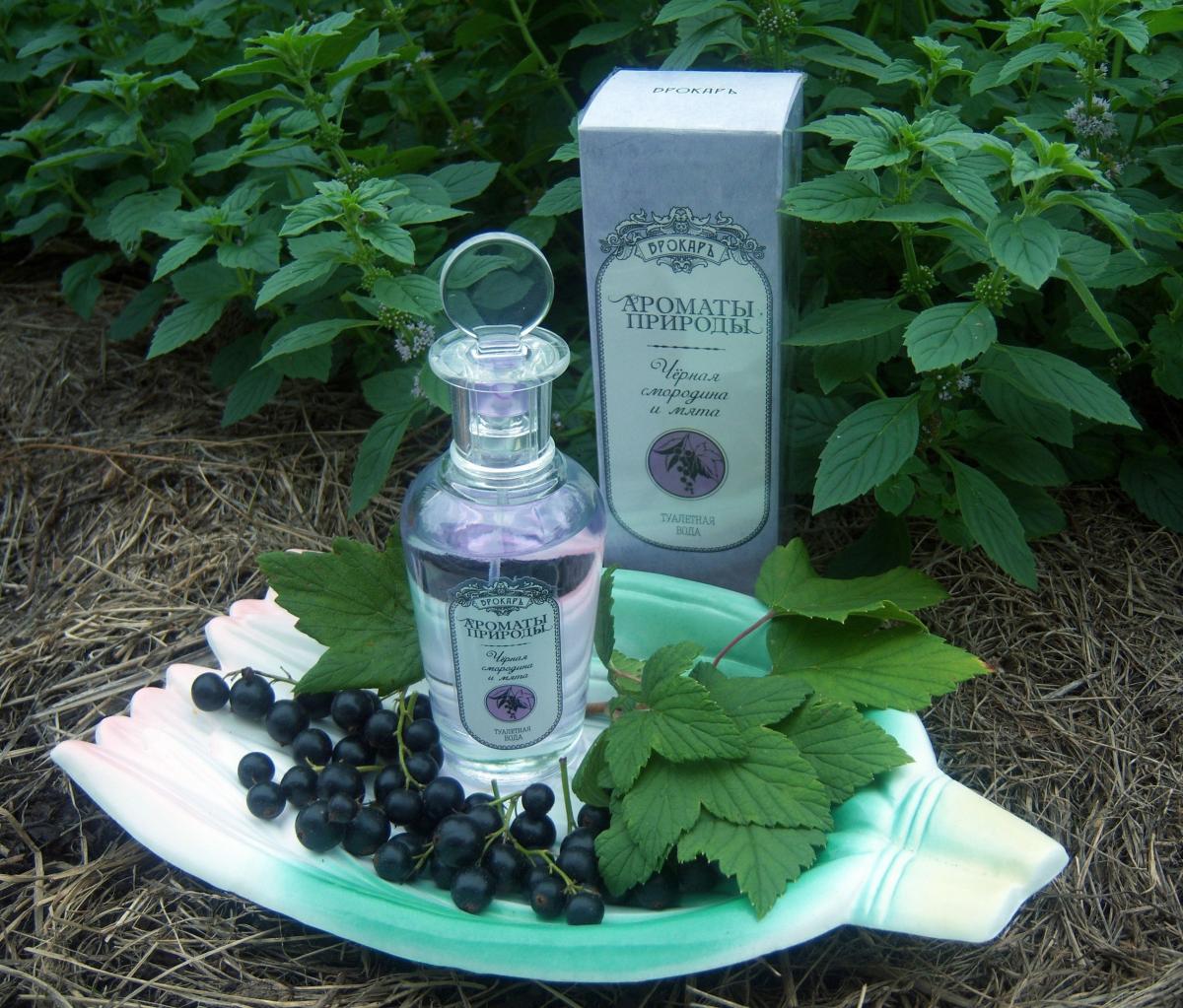 Черная смородина и мята - Black currant and Mint Brocard аромат ...