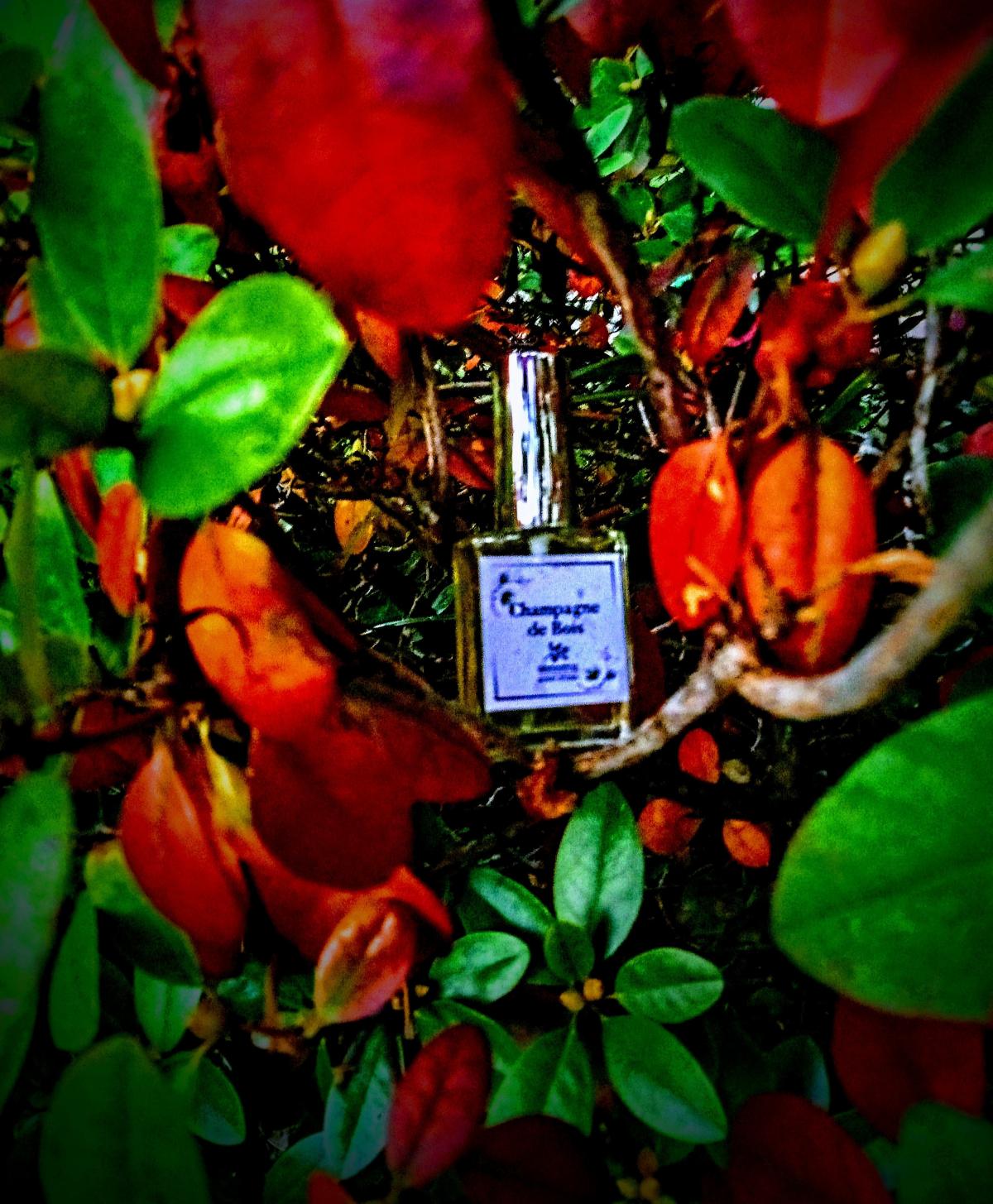 Champagne de Bois Sonoma Scent Studio parfum un parfum unisex 2008