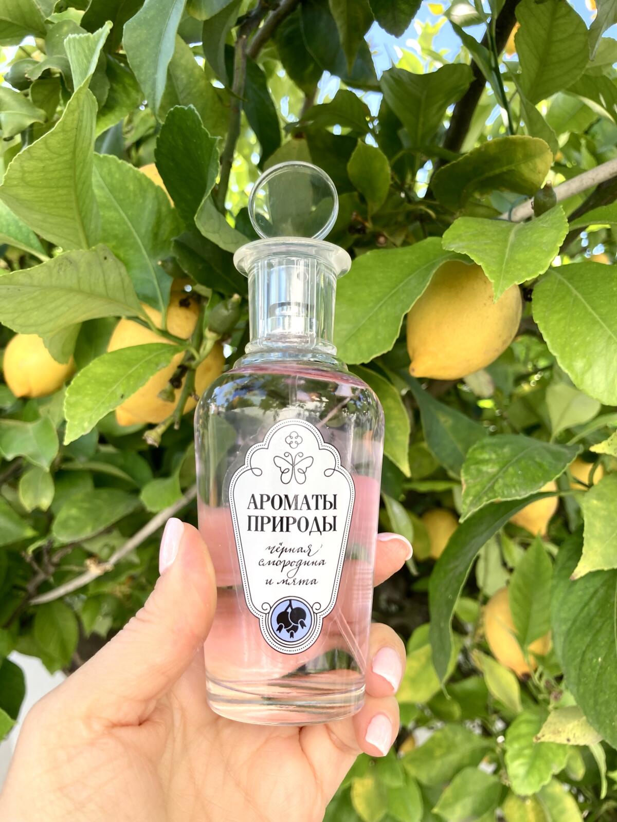 Черная смородина и мята - Black currant and Mint Brocard аромат ...