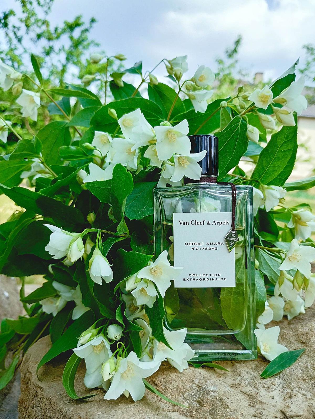 Néroli Amara Van Cleef & Arpels perfume a fragrância Compartilhável 2018