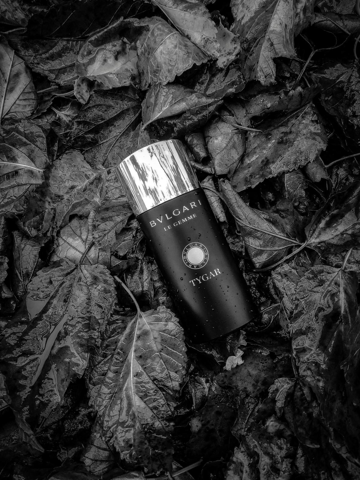 Tygar Bvlgari zapach - to perfumy dla mężczyzn 2016