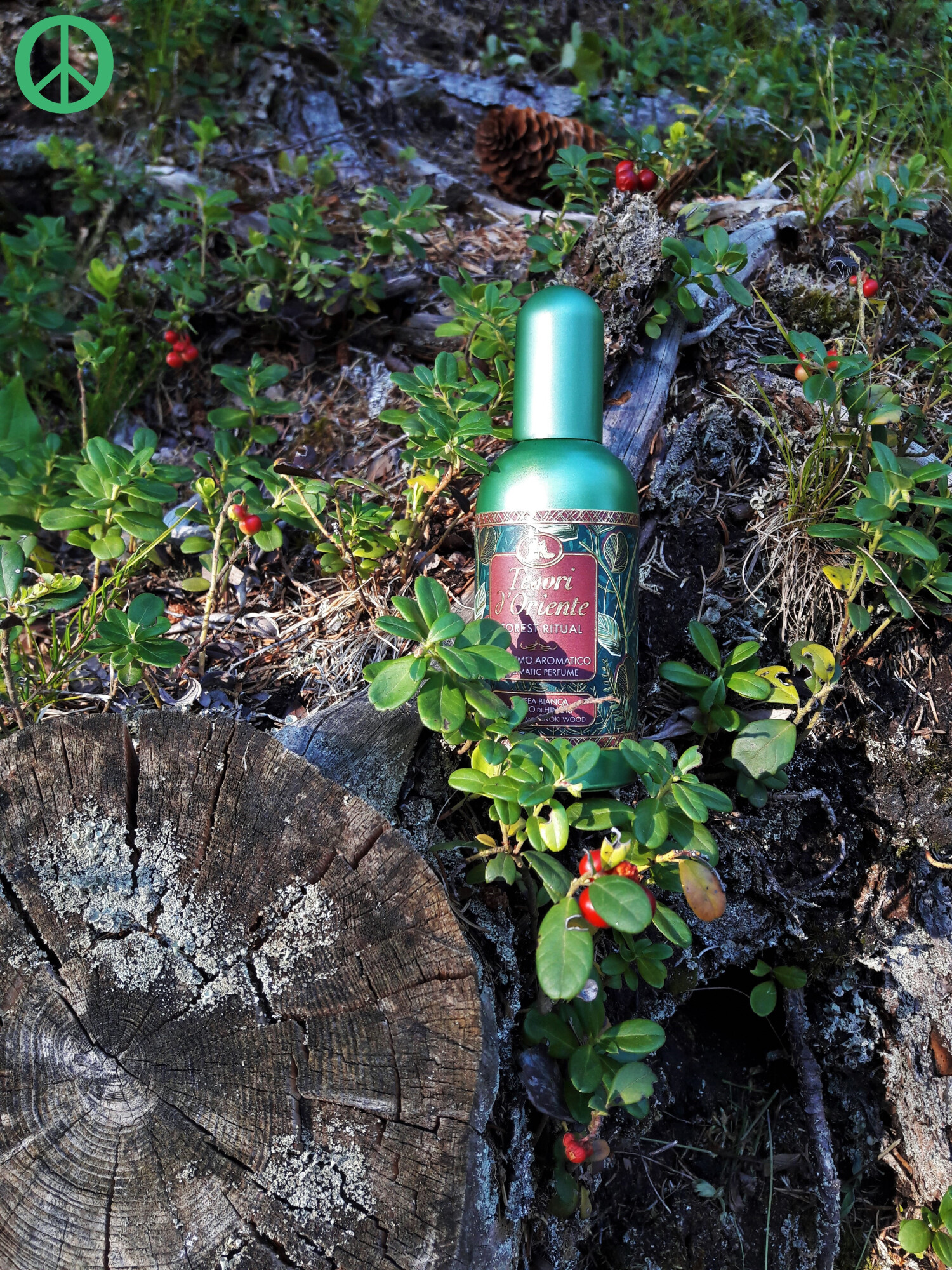 Tesori D'Oriente Forest Ritual Parfüm – Holz-Zitrus Duft, 100 Ml + Italian Gourmet Tomaten Polpa 400 G