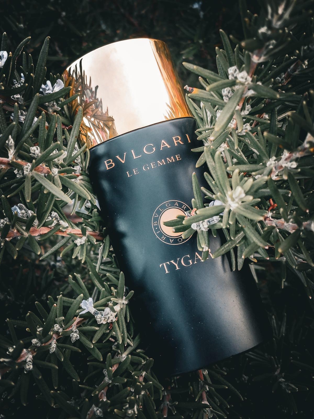 Tygar Bvlgari zapach - to perfumy dla mężczyzn 2016