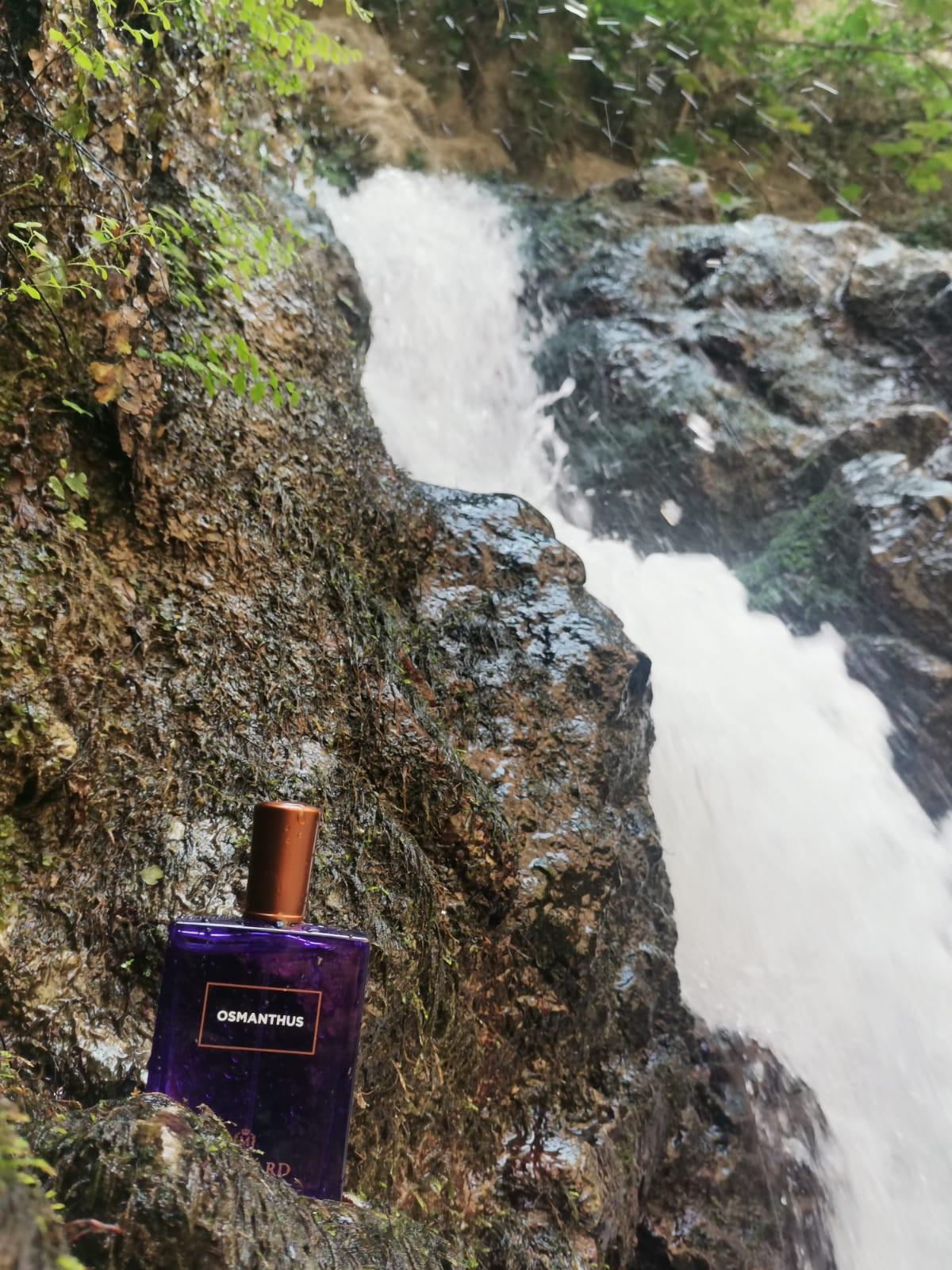 Osmanthus Eau de Parfum Molinard - una fragranza unisex 2021