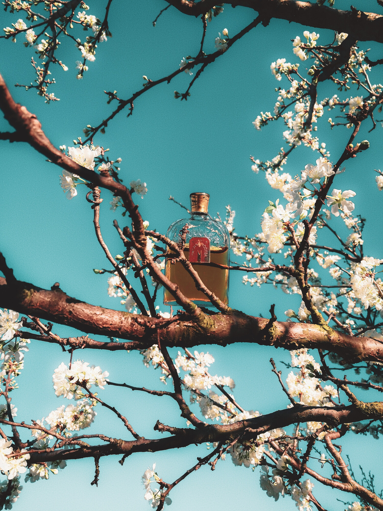 Красная Москва (Red Moscow) Новая Заря (The New Dawn) عطر - a fragrance ...