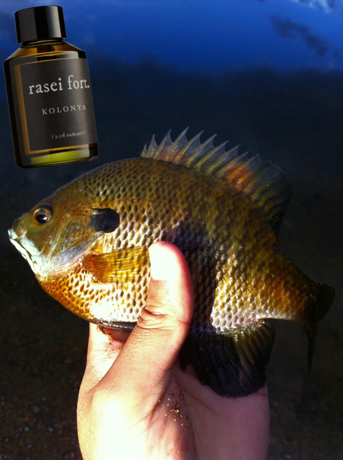 Kolonya Rasei Fort fragancia una fragancia para Hombres y Mujeres 2018