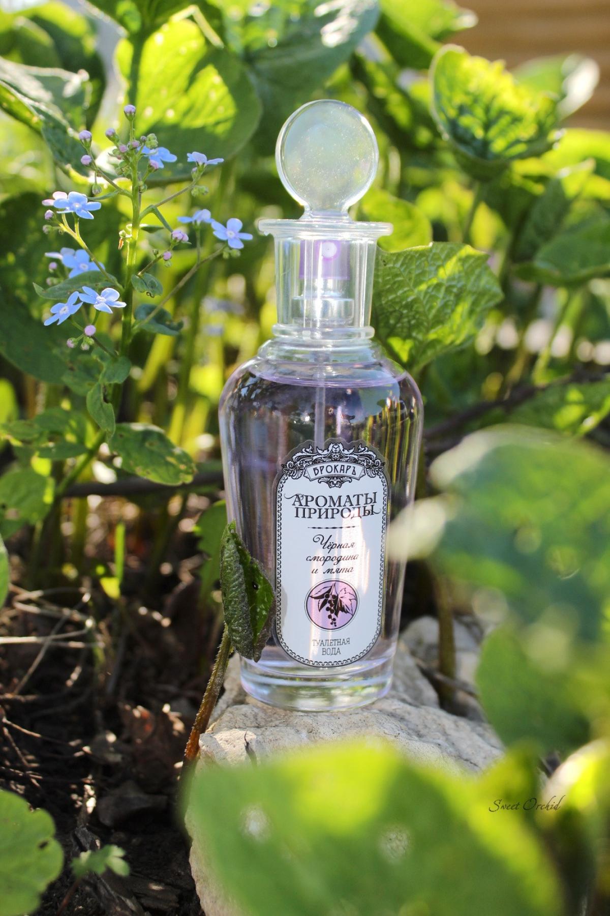 Черная смородина и мята - Black currant and Mint Brocard fragancia ...