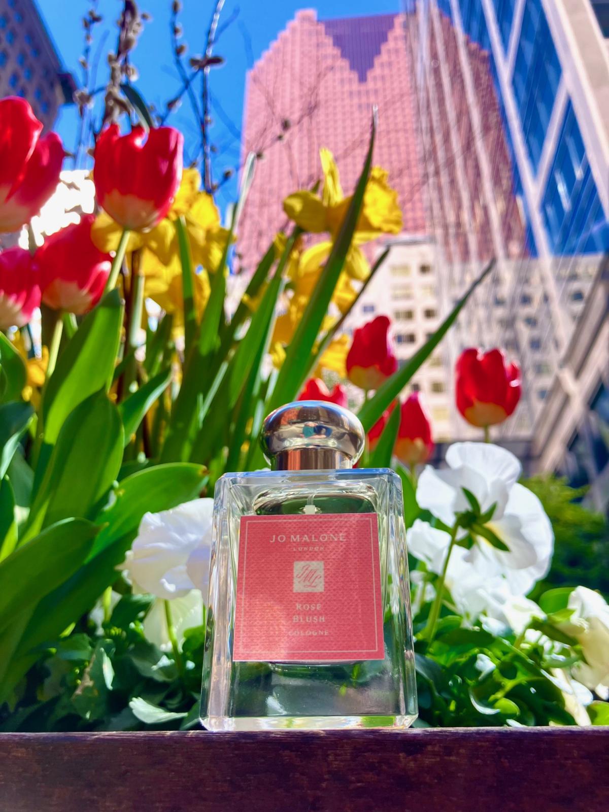 Rose Blush Cologne (2023) Jo Malone London аромат — новый аромат для