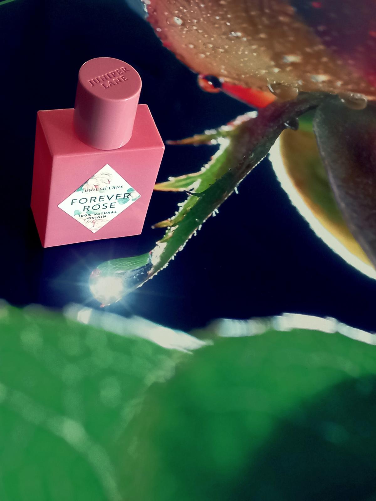 Forever Rose Juniper Lane Perfumes fragancia una fragancia para