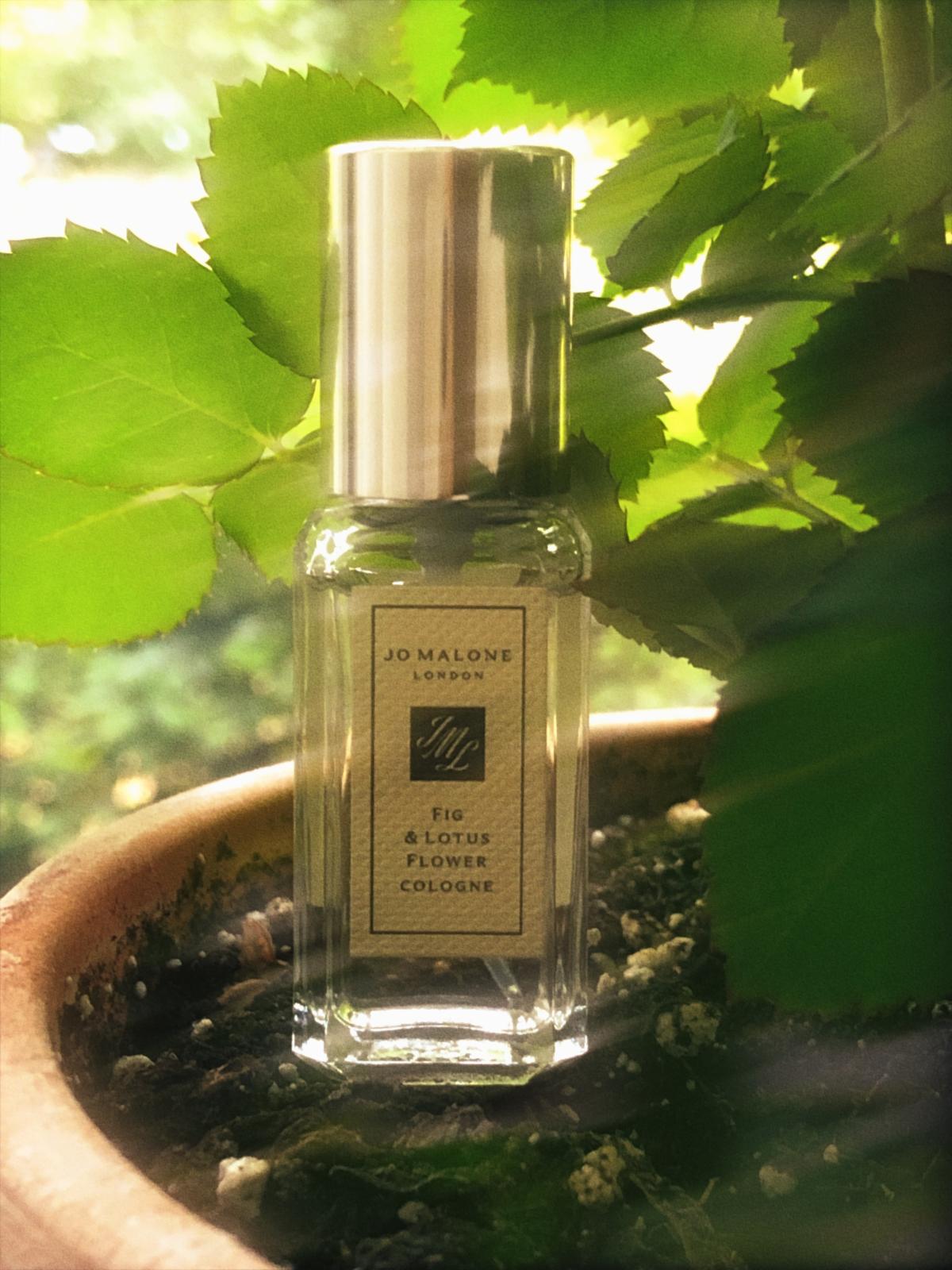 Fig lotus flower