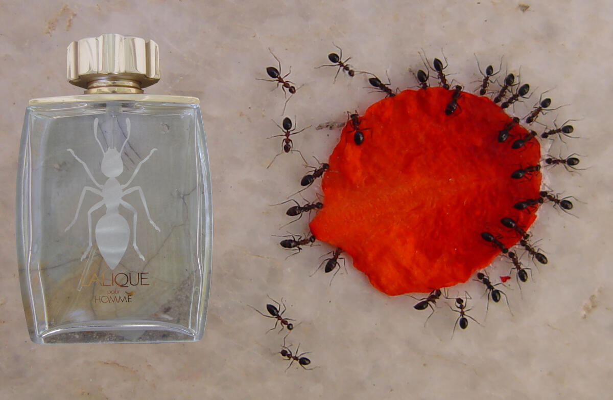 Lalique Pour Homme Equus Lalique Kolonjska voda - parfem za muškarce 2001