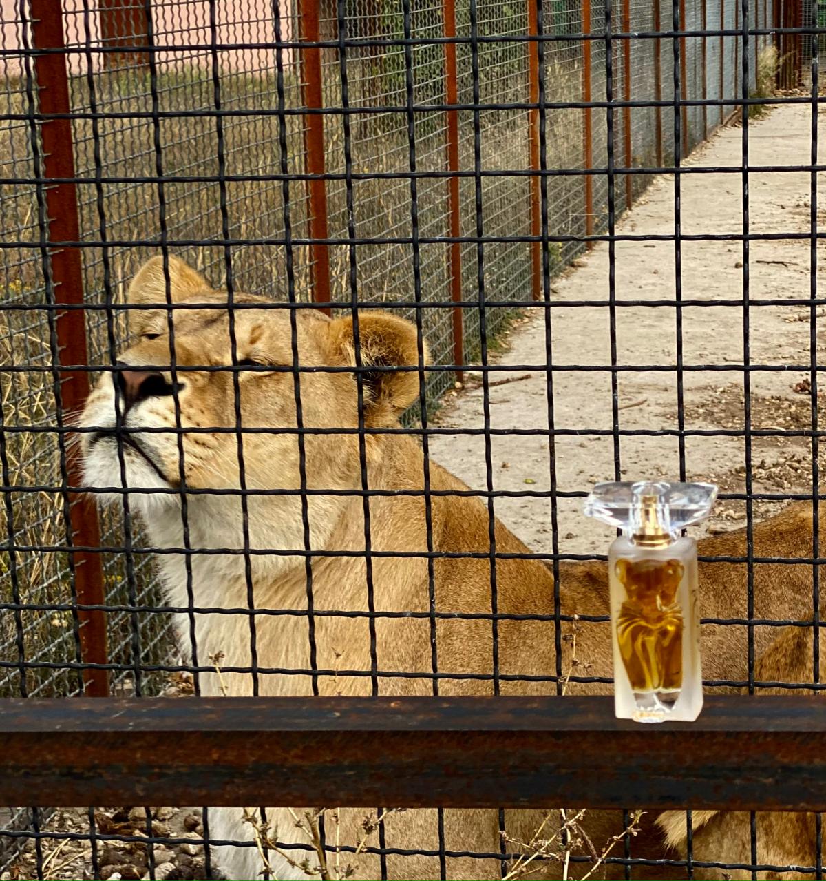 La belle et l ocelot salvador