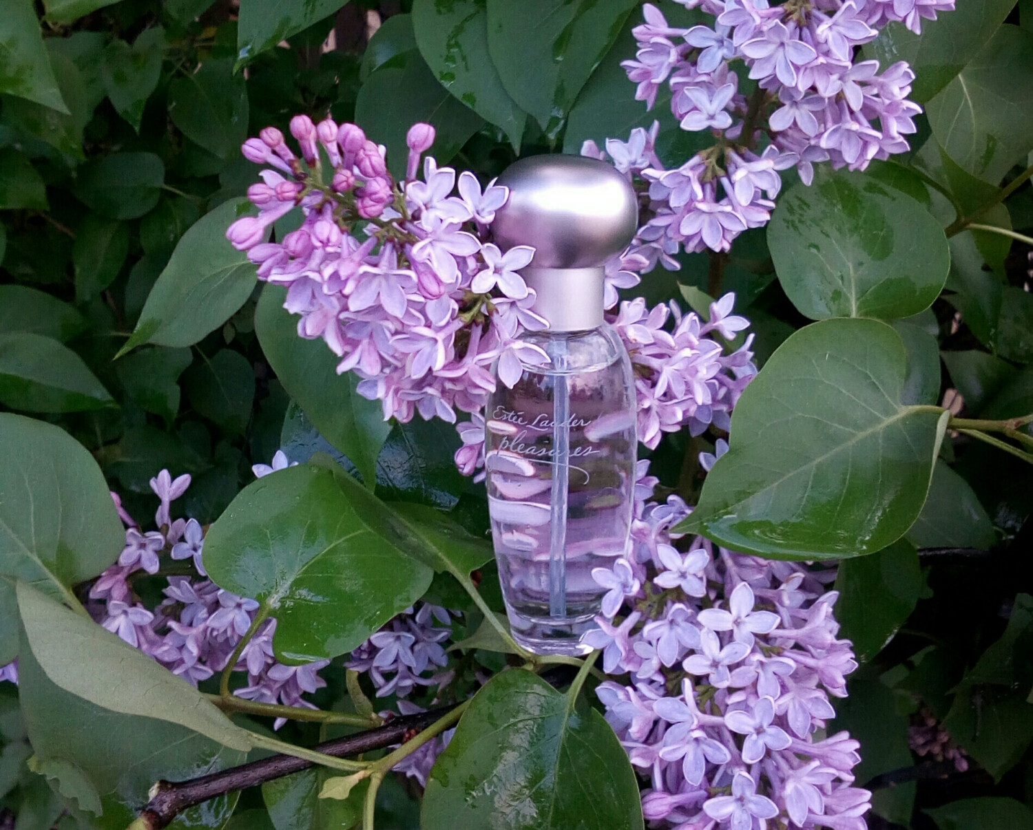 estee lauder pleasures fiyat