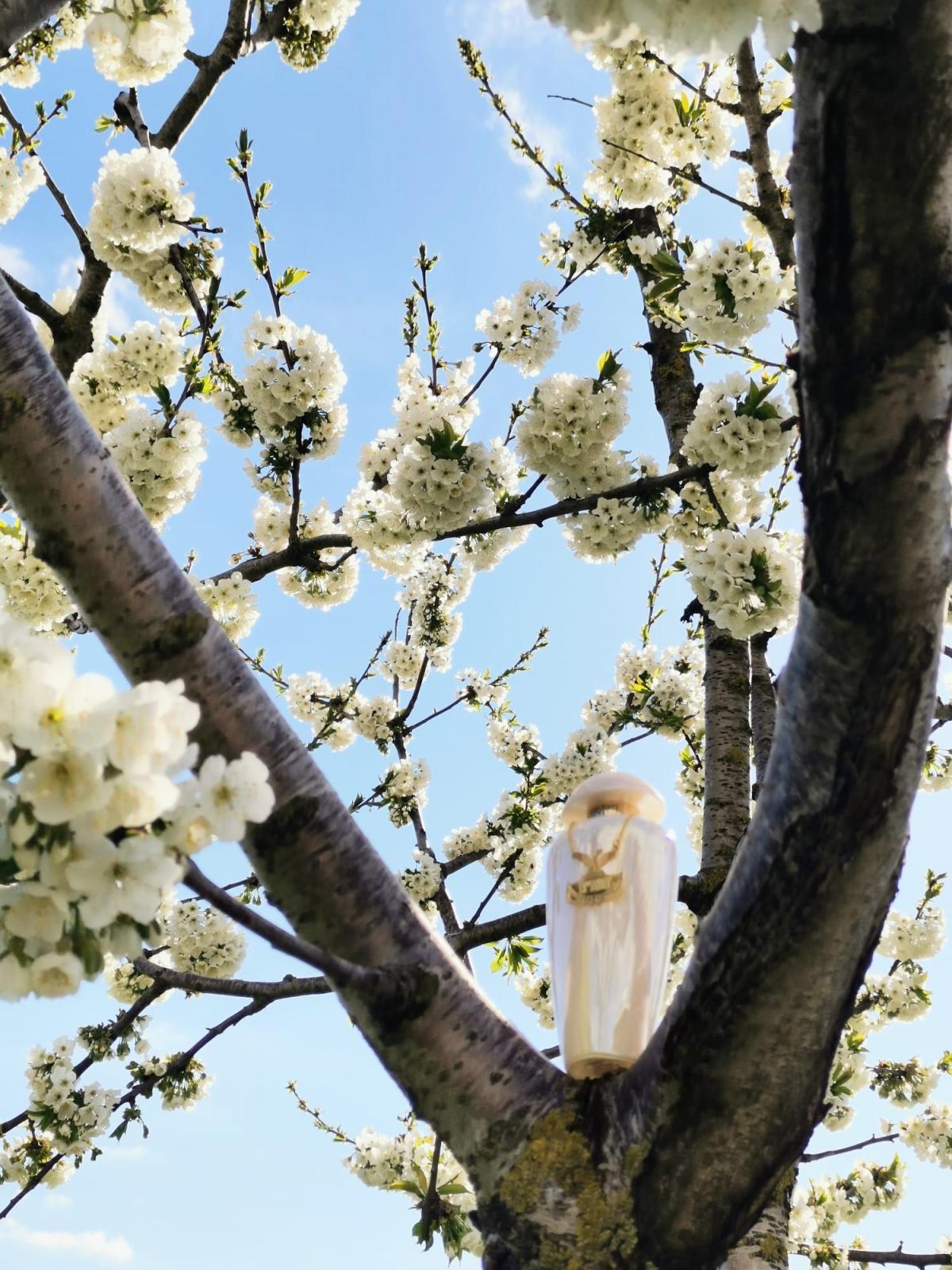 My Pearls The Merchant of Venice аромат — новый аромат для женщин 2020