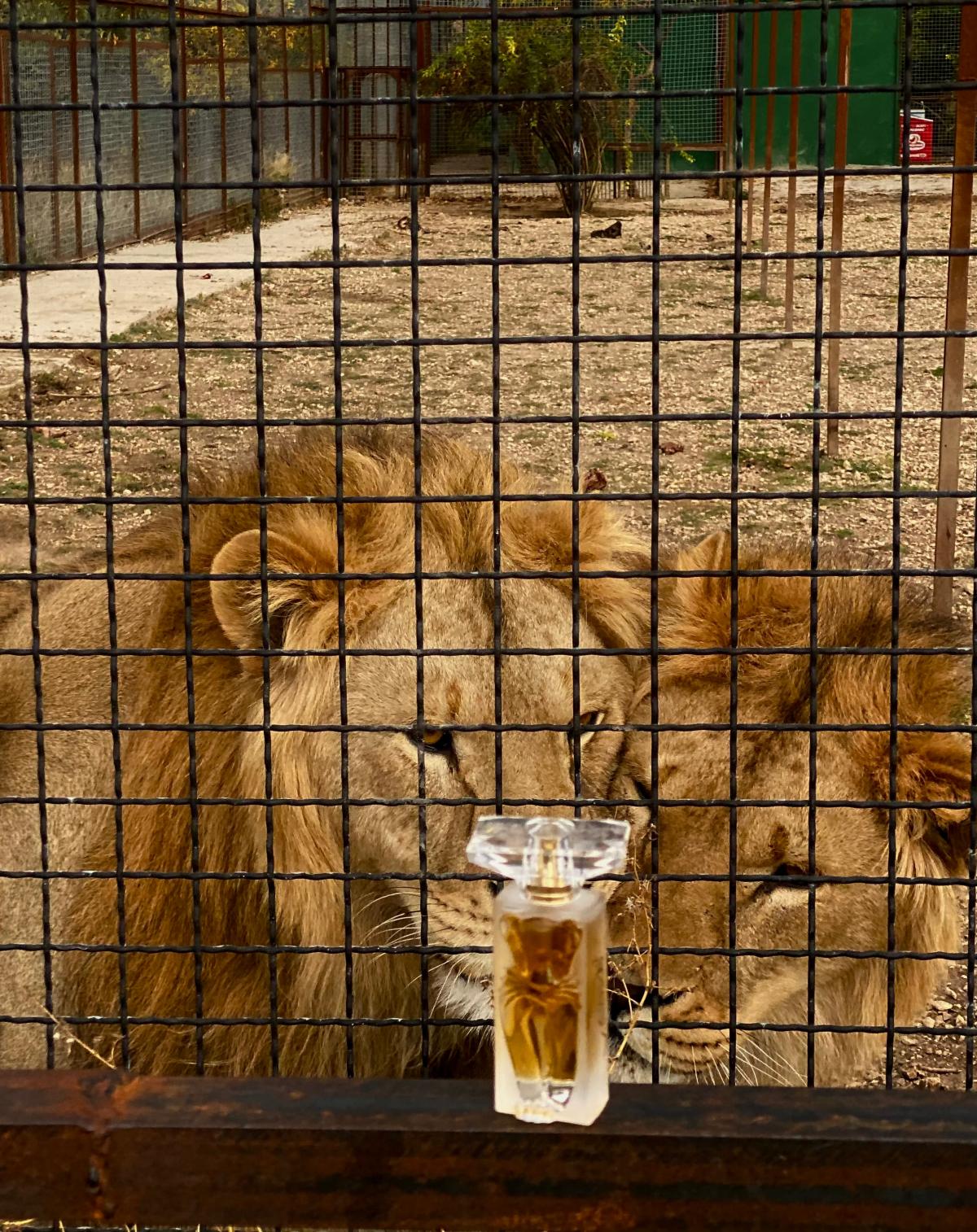 La belle et l ocelot salvador