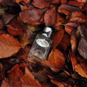 infusion de vetiver prada