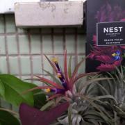 black tulip nest fragrantica