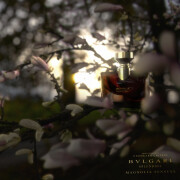bvlgari magnolia sensuel fragrantica